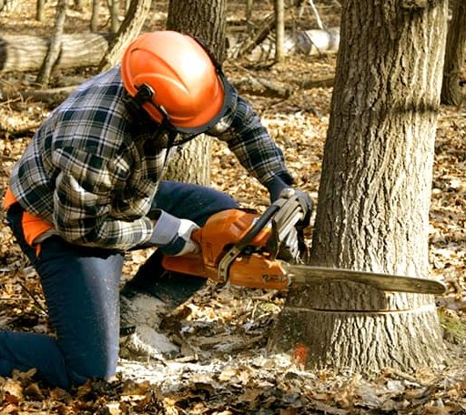 Tree Removal in Warthen, GA